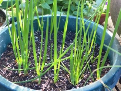 Three Ways to Plant Container Onions