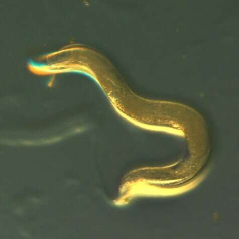 Researchers feed worms a natural plant extract; watch them fatten, live 40% longer