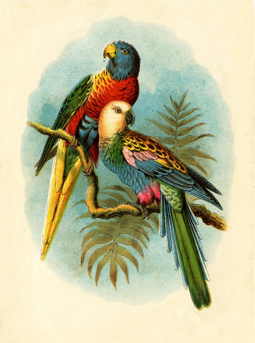 Pet parrots