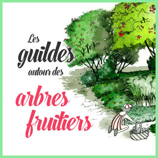 Illustration de la fiche technique « guilde des arbres fruitiers »