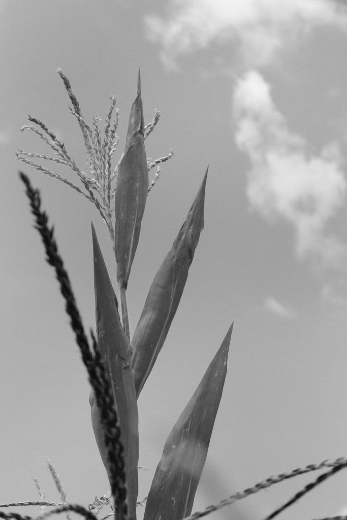 Imagen Maíz - Mojk. Fotografía Miriam Chimil. Texto Pedro Uc Be: Maíz de piel maya