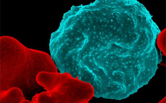 malaria red blood cell