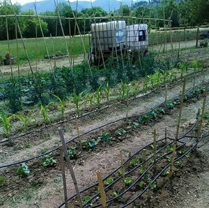 ortigarden