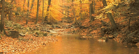 Jerology autumn cinemagraph fall colorful trees