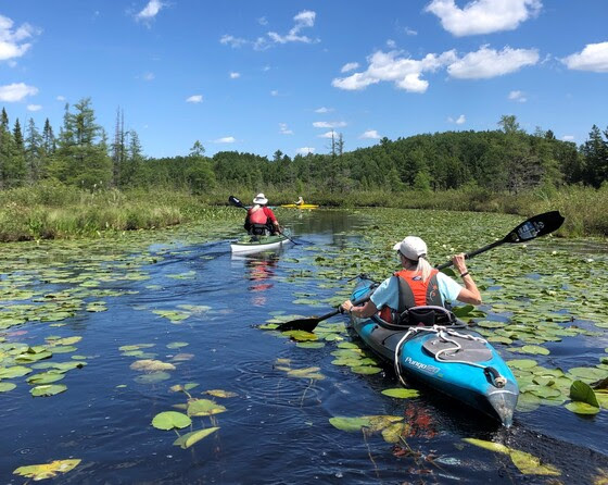 Two kayakers paddling in a lake with lily pads 