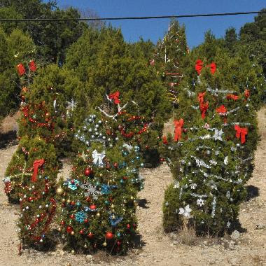Help clean up the Loop 360 Christmas Trees.