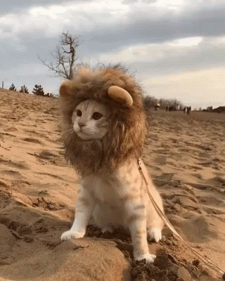 Cat Lion GIF - Cat Lion GIFs