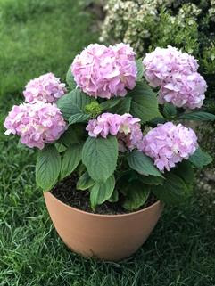 Linda's hydrangea