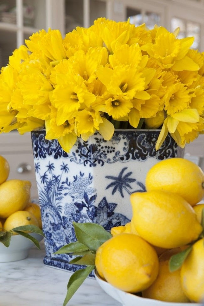 Narcisos