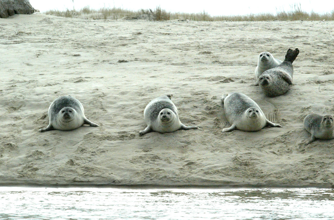 2334x1540-harbor-seals-chatham.jpg