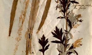 ‘Inestimable importance’: 500-year-old cache of pressed flowers reveals new secrets