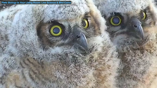 Watch a 3-minute video about a new Bird Cams research project.