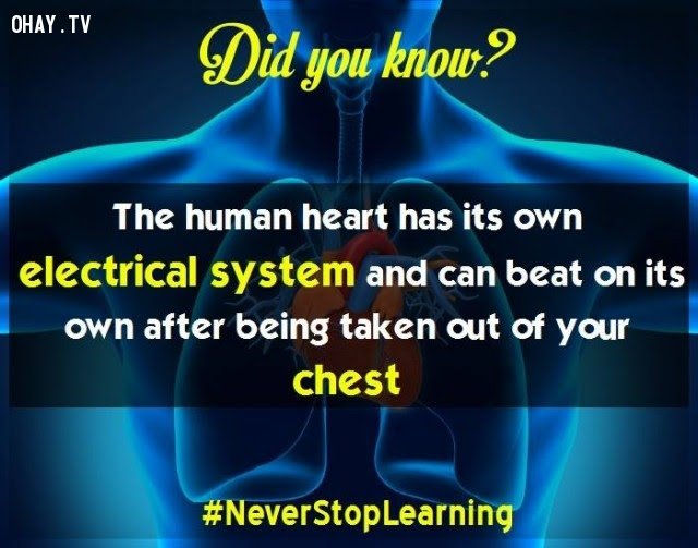 18. Trái tim con người có hệ thống xung điện riêng và có thể tự đập sau khi được lấy ra khỏi lồng ngực.,sự thật thú vị,những điều thú vị trong cuộc sống,khám phá,sự thật đáng kinh ngạc,có thể bạn chưa biết