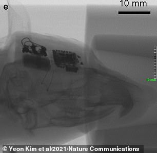 Pictured, an X-ray image of a rat implanted with a wireless optoelectronic system