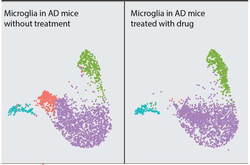 Targeting the brain's immune cells may help prevent or treat Alzheimer's disease