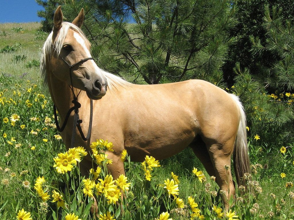 Image result for Palomino horses