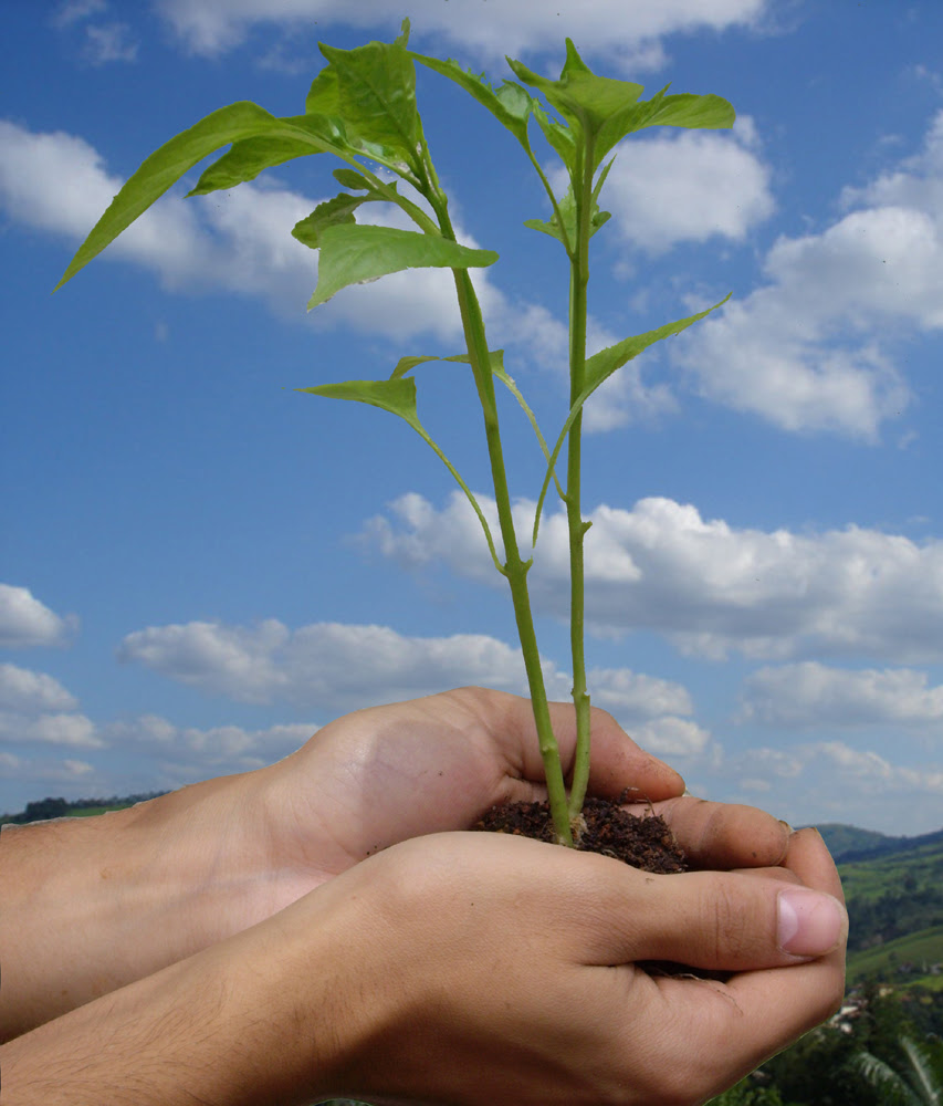 http://upload.wikimedia.org/wikipedia/commons/e/e1/Ecologia.jpg