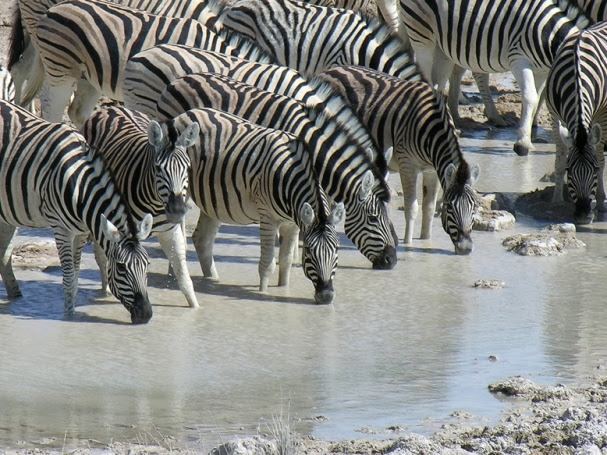 Etosha National Park Zebra's Djoser Namibie