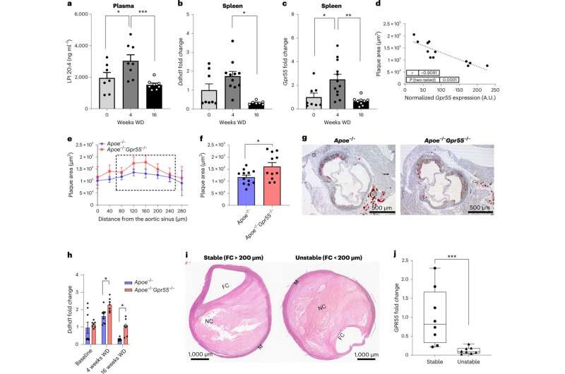 Atherosclerosis: How the body controls the activity of B cells