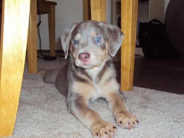 Weimerman (weimaraner + Doberman) Rescue