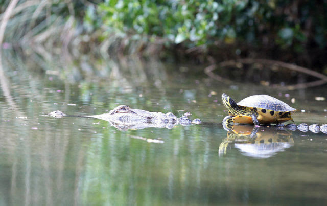 Amazing Friendship Between Reptiles