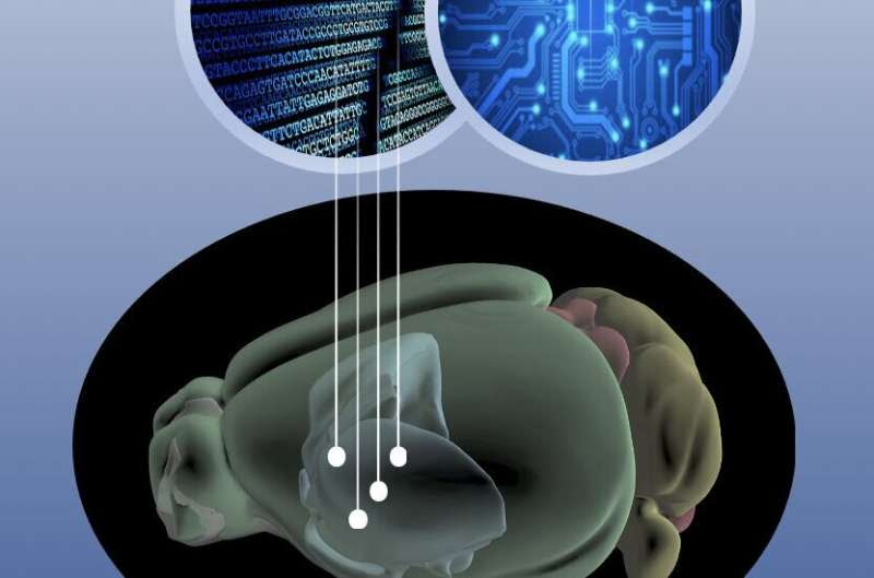 Basic cell health systems wear down in Huntington's disease, novel analysis shows