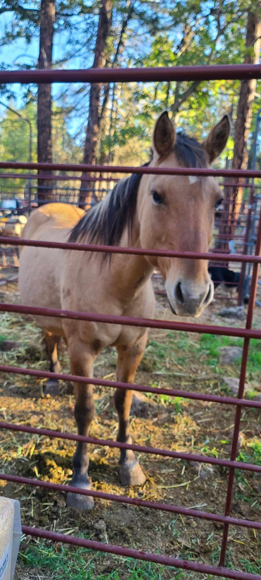 buckskin mare from starvation case