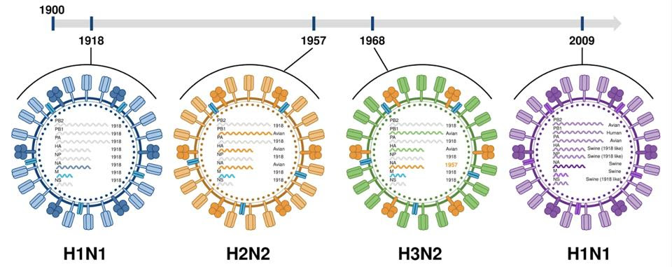 Rough timeline of influenza pandemics.