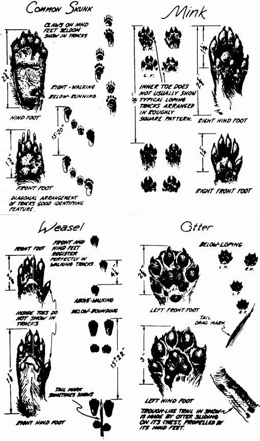 identify animal tracks illustration skunk mink weasel otter
