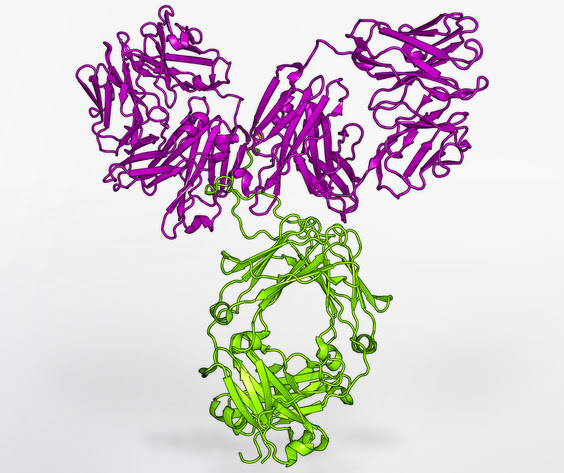 Model of VRC01 antibody