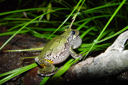 A gray treefrog on a partially submerged branch and grass blades The frog is seen from the side its back green the other side white