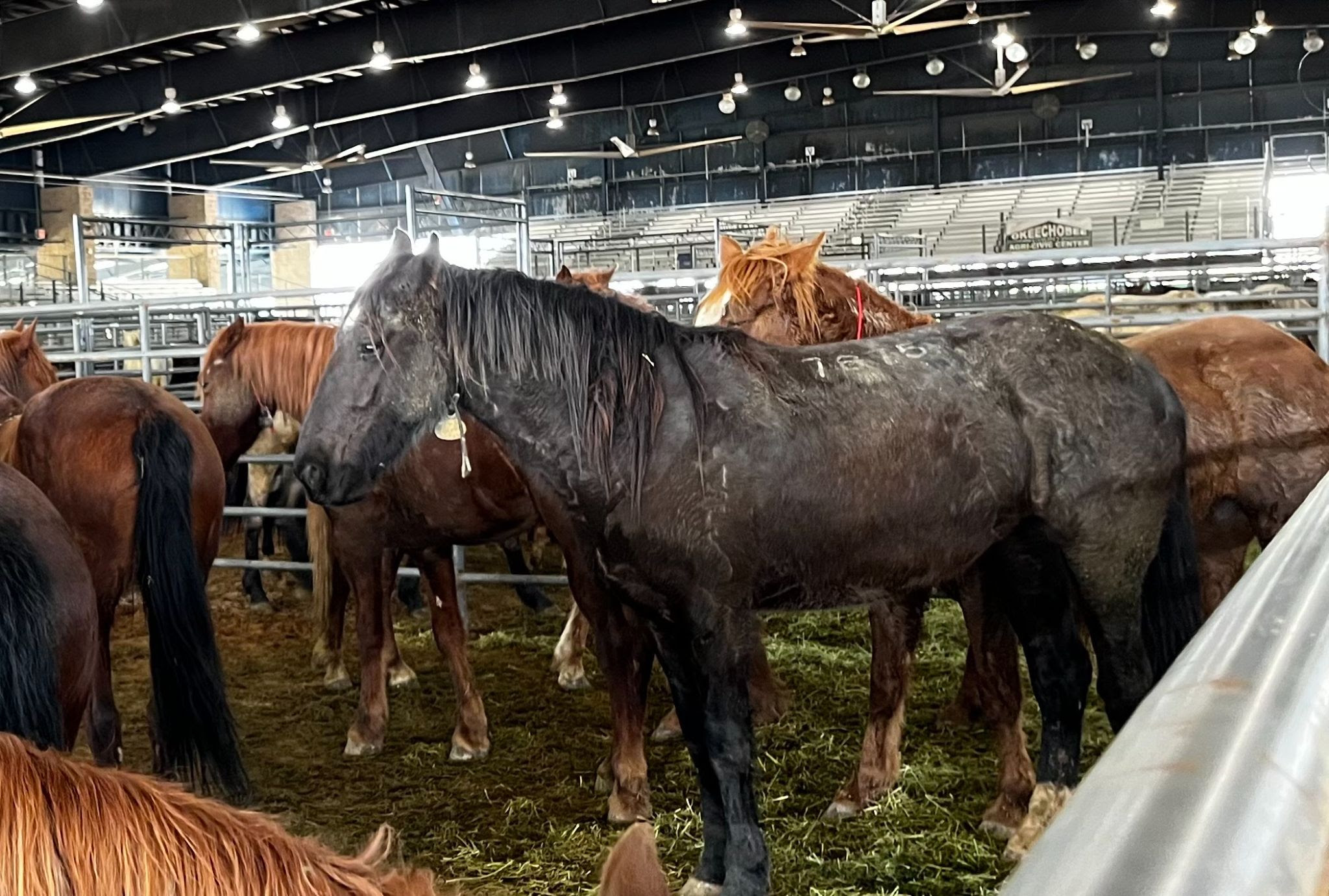 A dark brown stallion stands very close to a handful of other horses all in an enclosed holding pen