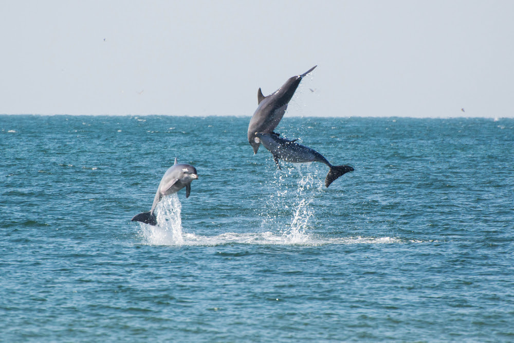 Dolphin Tours with Odyssey Cruises Fun for the Whole Family