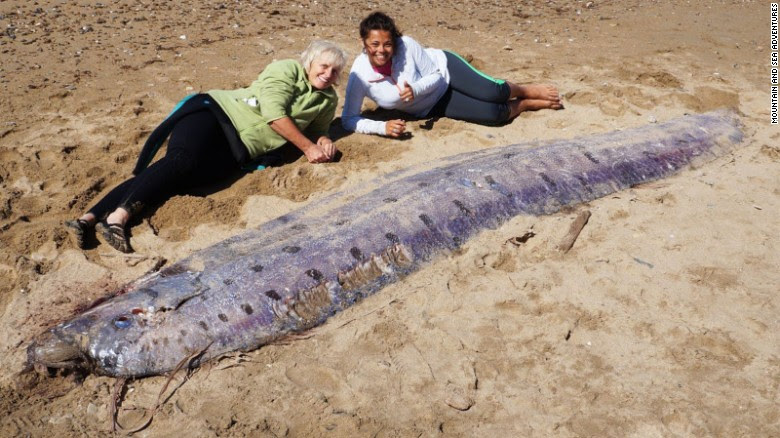 Earthquake Warning? Another Oarfish Washes Ashore in California (Video)