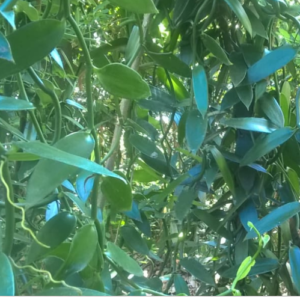 Vanilla leaf stem in Sri Lanka