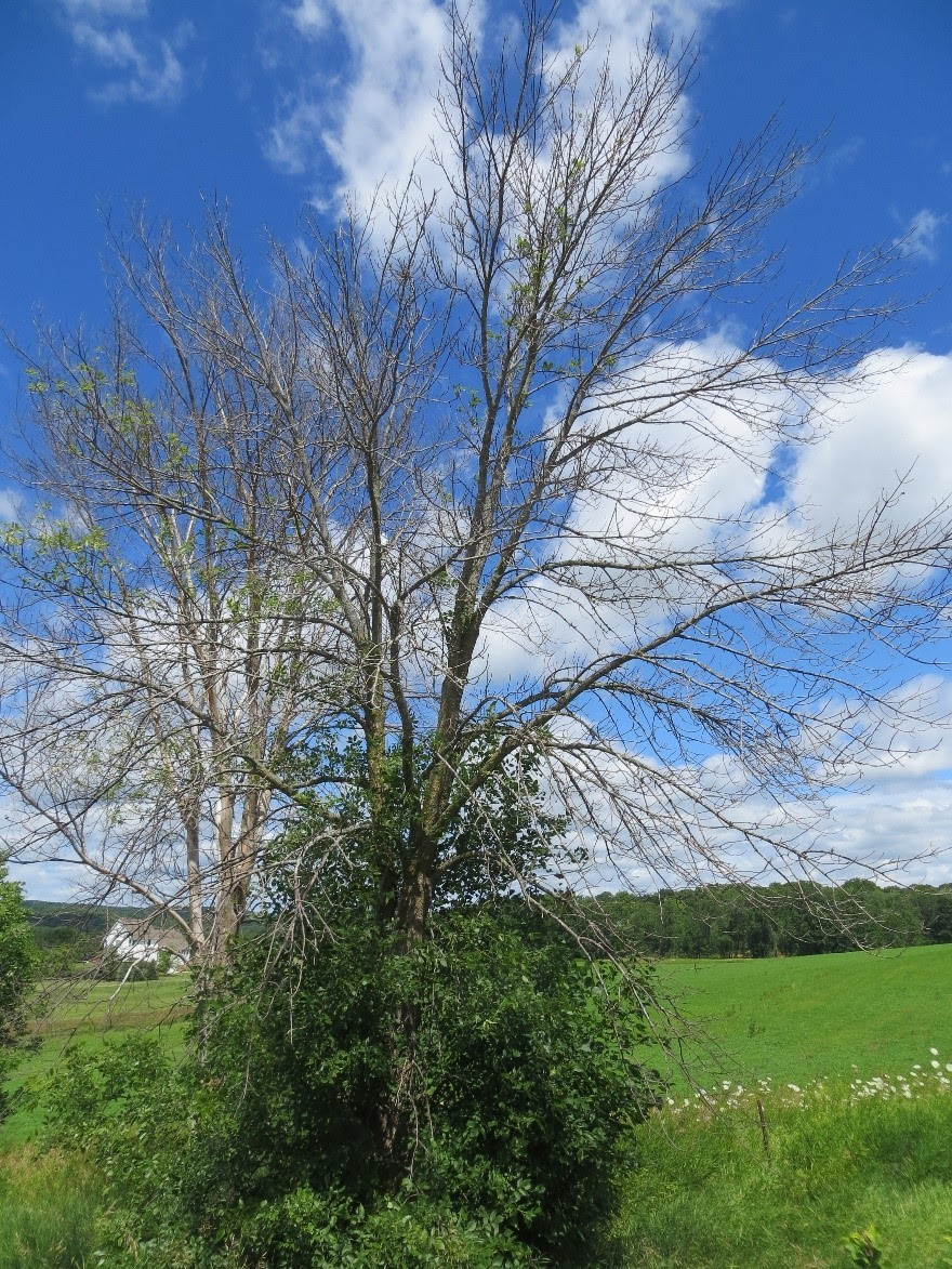 Signs of emerald ash borer infestation include ash trees dying from the top down and branches sprouting low on the trunk of the tree.