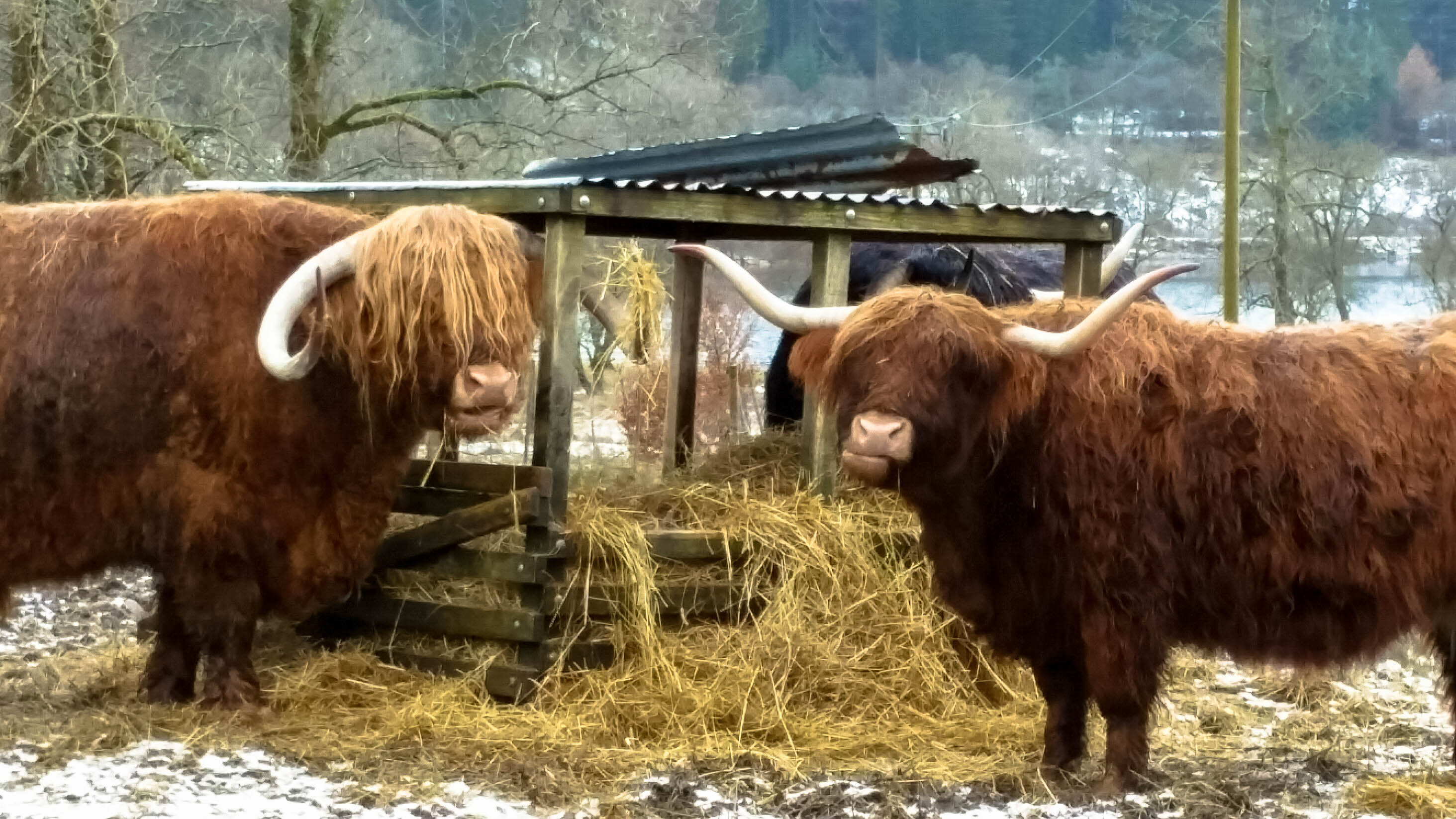 Scottish Hairy Coos