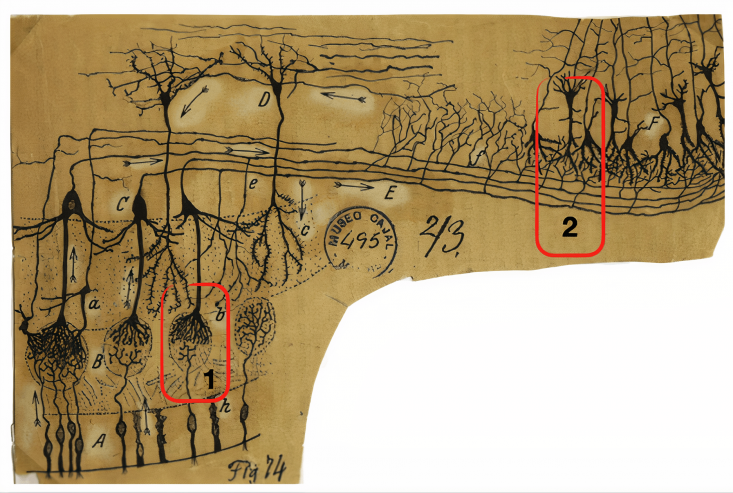 Barwich_Cajal drawing_BR