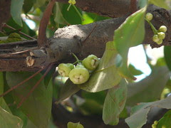 Syzygium ¿ aqueum / samarangense ?