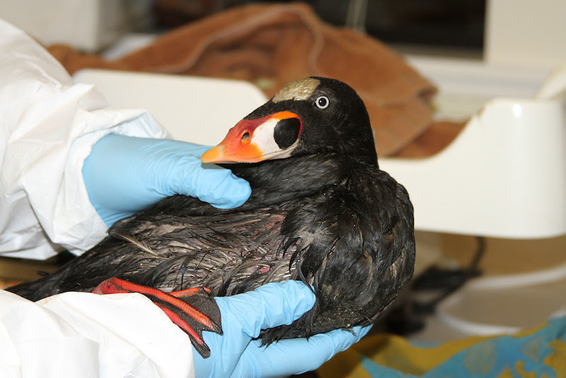 "East Bay Regional Park Event 1/16/15 incoming Surf Scoter"