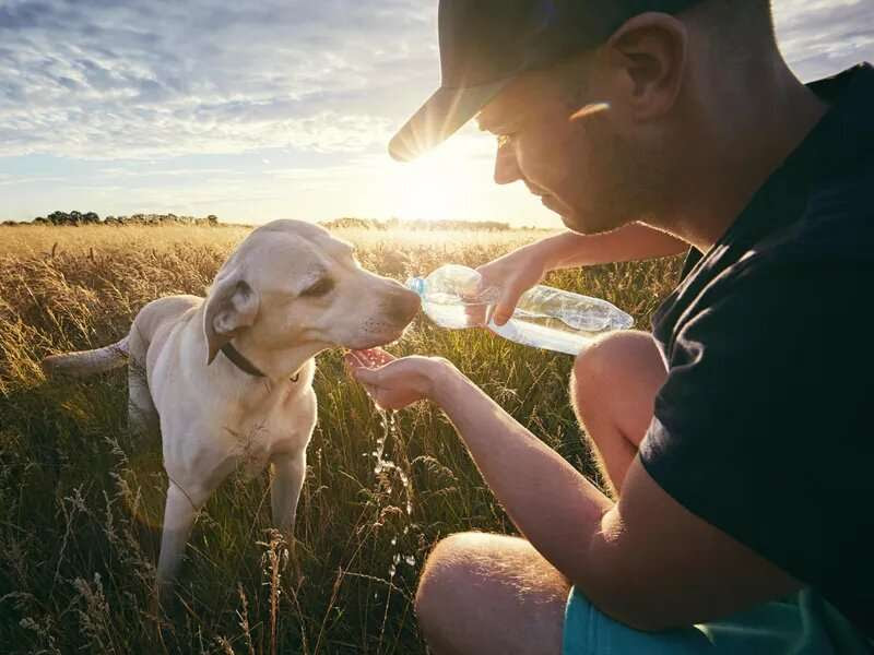 Panting pooches: when summer heat is too much for your dog