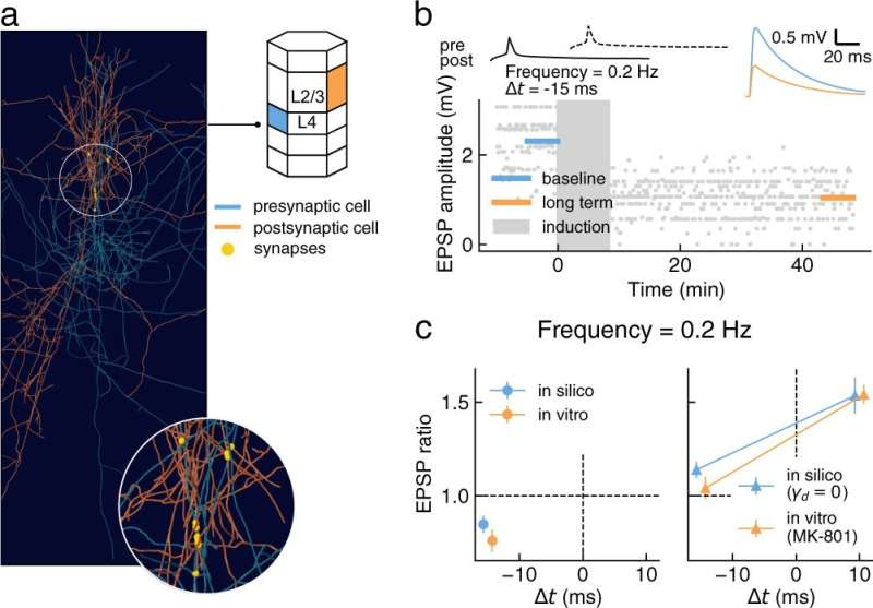 How does the brain learn?