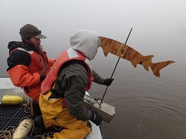 wooden model sturgeon going overboard