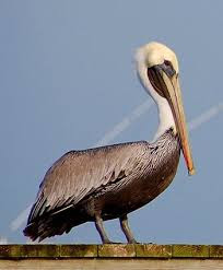 Image result for Pelican