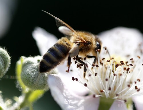 14億人の雇用、ハチなどの送粉者に依存 国際研究