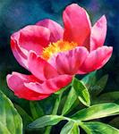 SPRING BECKONS watercolor painting of Tree Peony - Posted on Thursday, March 12, 2015 by Barbara Fox