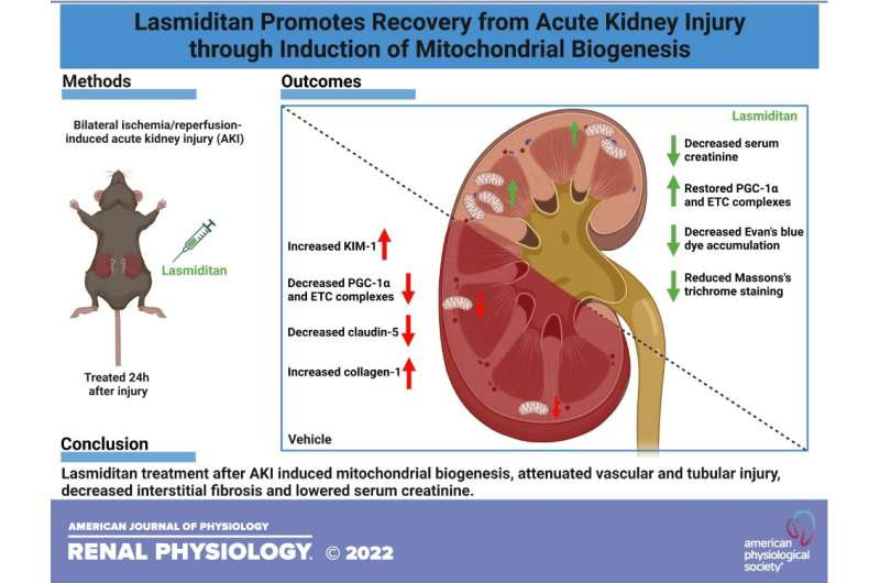 Migraine drug shows promise in treatment of acute kidney injury