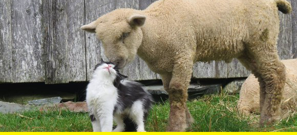 Little lamb and kitty, so sweet Animalswide.134059