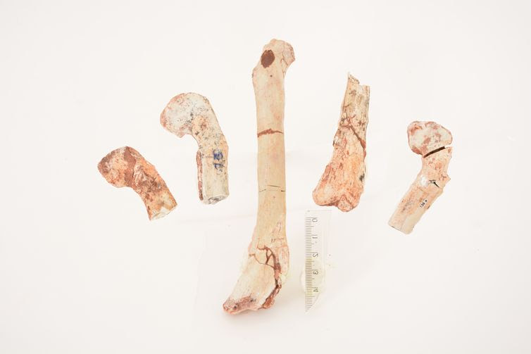 16.01.2017/Geovane Souza/Museu N Fêmur do dinossauro - Crédito Geovane Souza