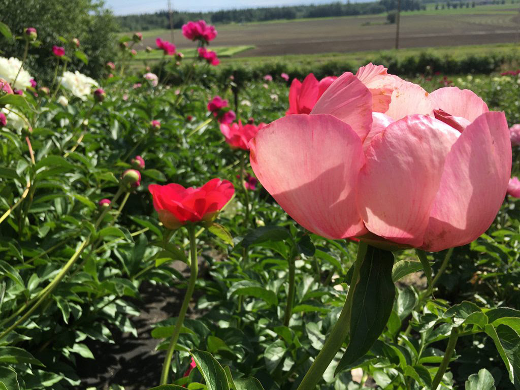 Peonies bloom at the Georgeson Botanical Garden in 2021. The garden will host live music on Thursdays throughout the summer.